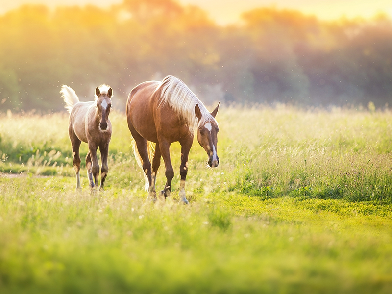 Cream horses at sunset