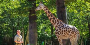 O tratador de animais está ao lado de uma girafa no recinto verde e soalheiro do Hannover Adventure Zoo.