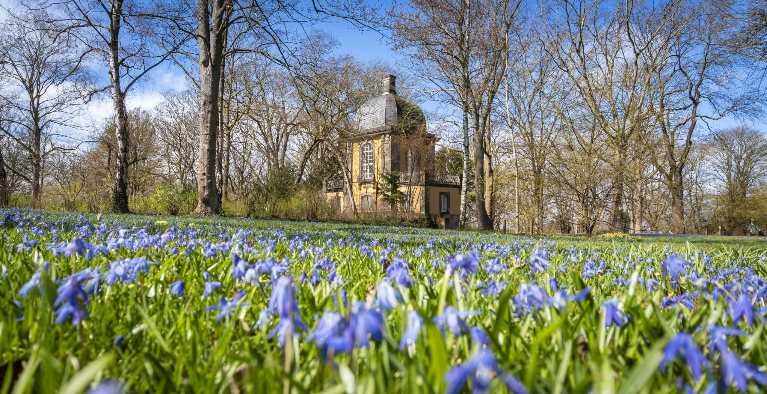 Scilla-Bluete-Lindener-Berg-Lars-Gerhardts-10-scaled-1
