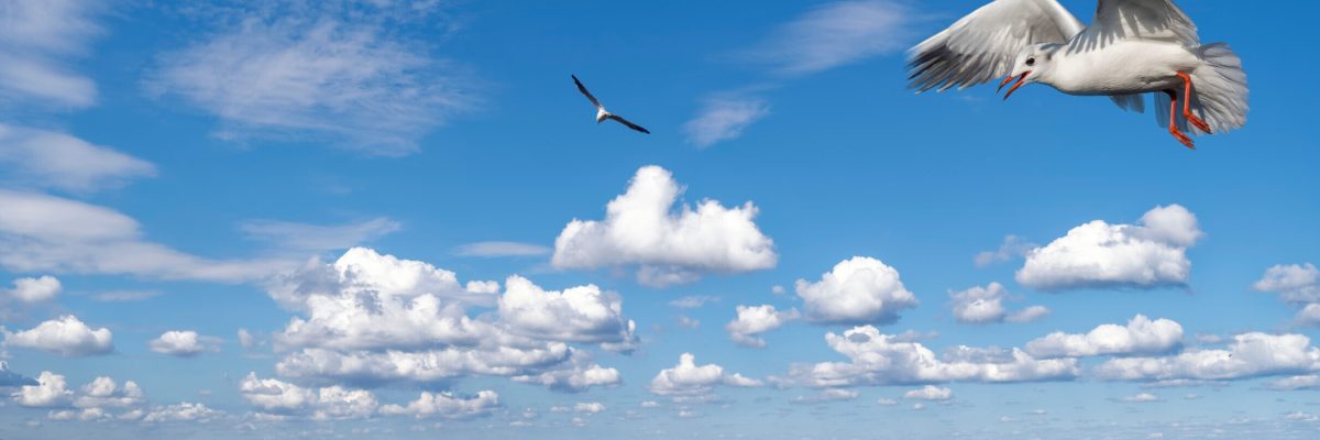 Steinhuder Meer mit Möve Steinhuder Meer mit Möwe