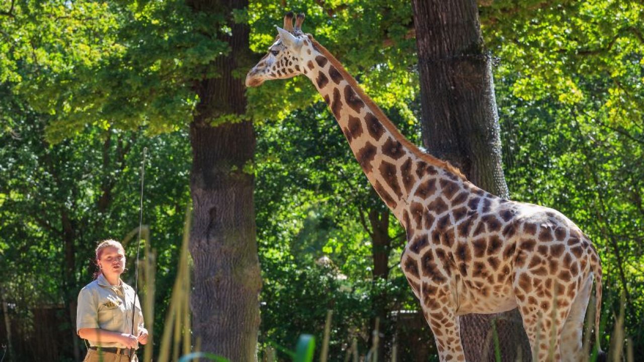 Tierpflegerin steht neben einer Giraffe im grünen, sonnigen Gehege im Erlebnis-Zoo Hannover.